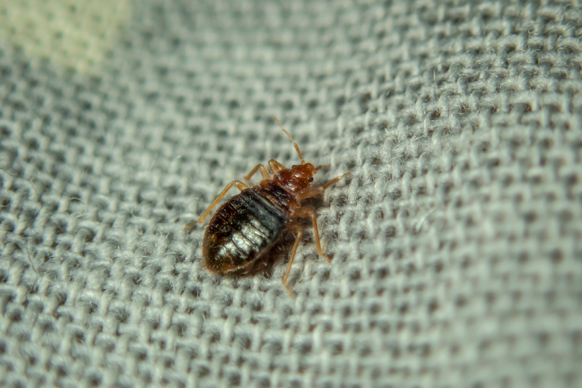 cockroach pest control gold coast
