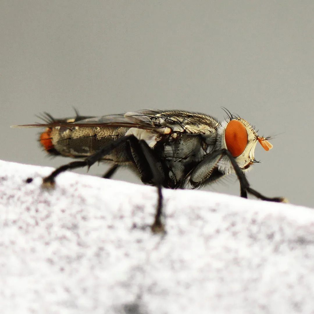 Commercial Pest Control Brisbane