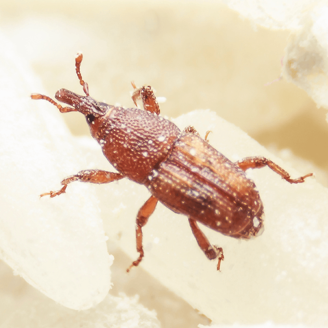 Pest Control Companies Gold Coast