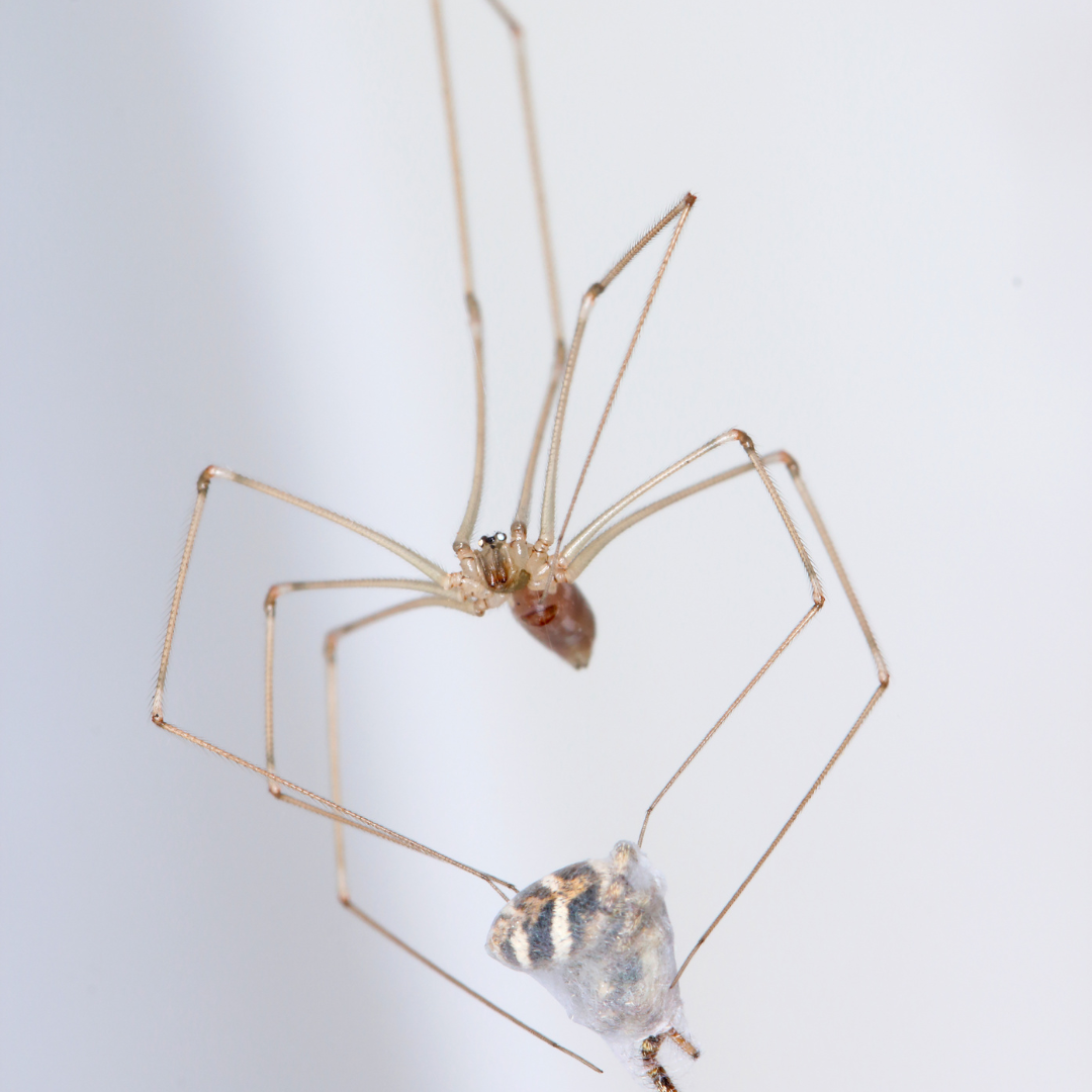 cockroach pest control gold coast