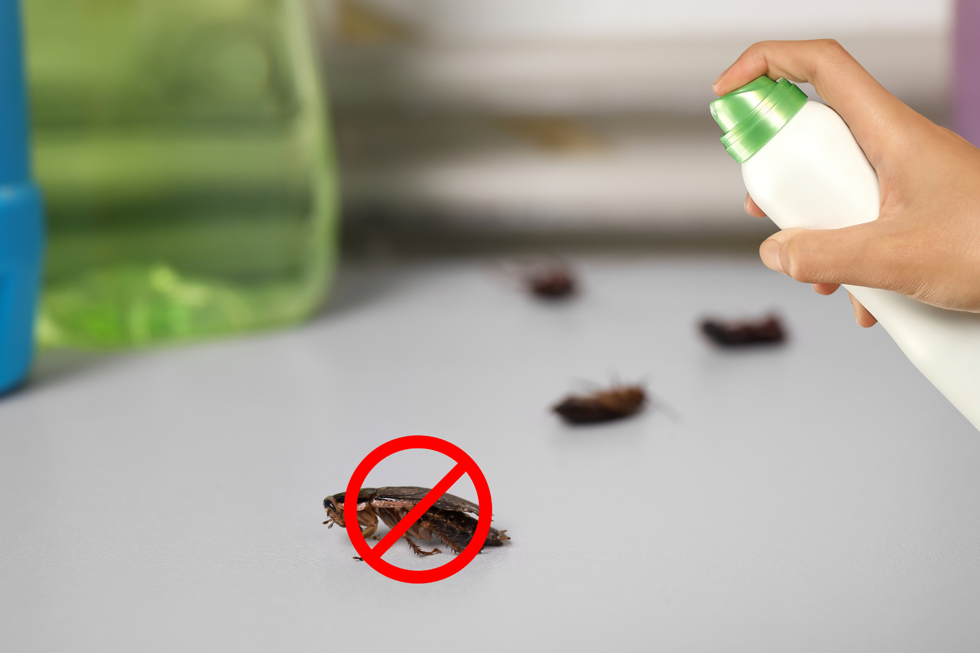 cockroach pest control brisbane