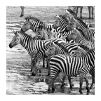 BLACK & WHITE ENLARGEMENTS