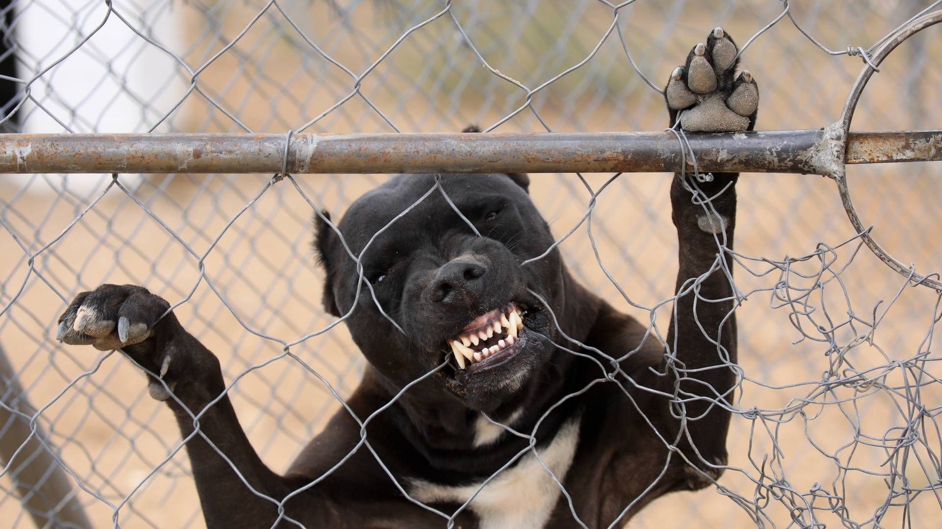 A black dog is sticking its paw through a chain link fence