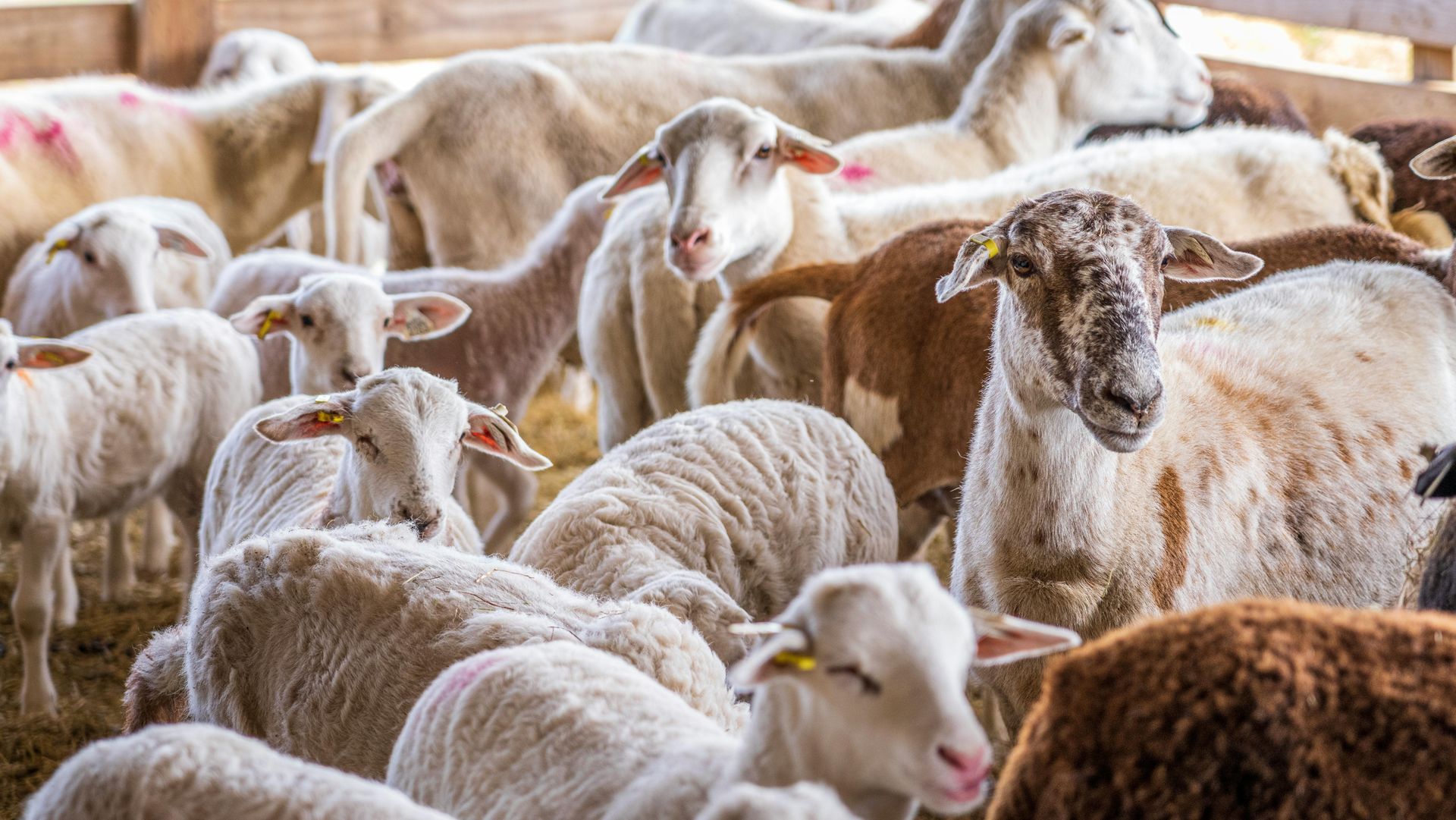 A crowded flock of sheep in a barn, mostly white and brown wool coats, standing close together.