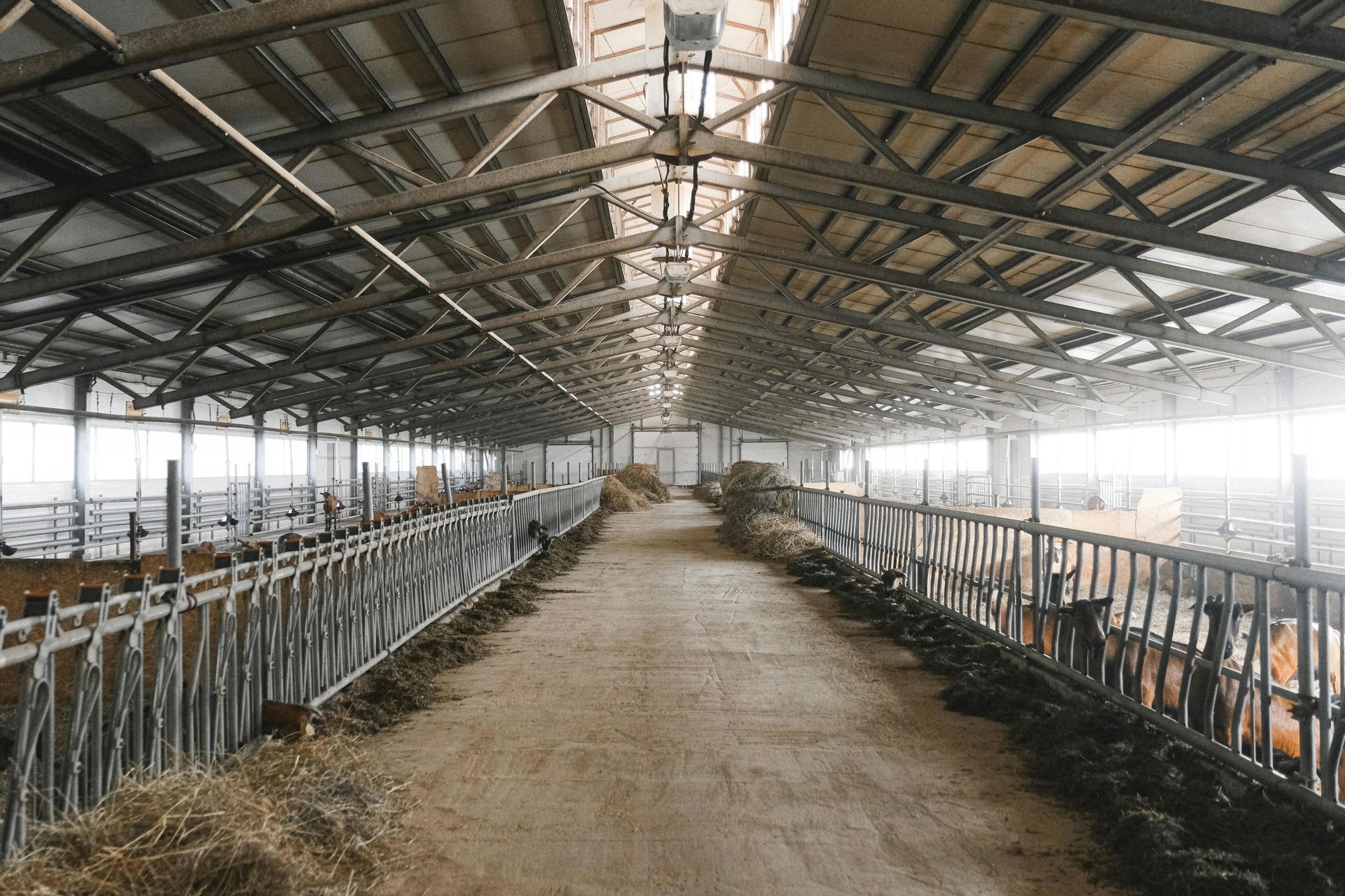 Rows of cattle in a large barn with a central dirt aisle and metal feeding rails under a high roof