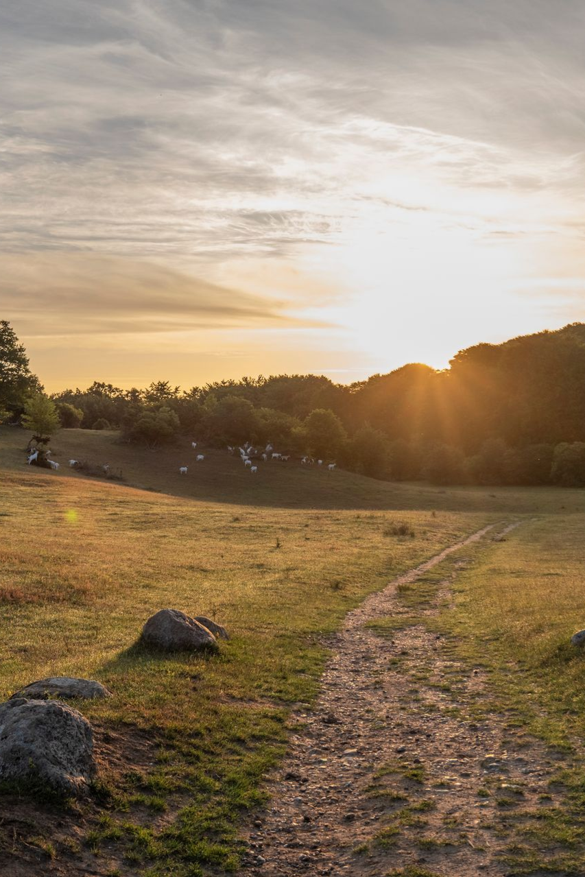 Solnedgang over en græsklædt sti i en park med træer i silhuet mod en gylden himmel.
