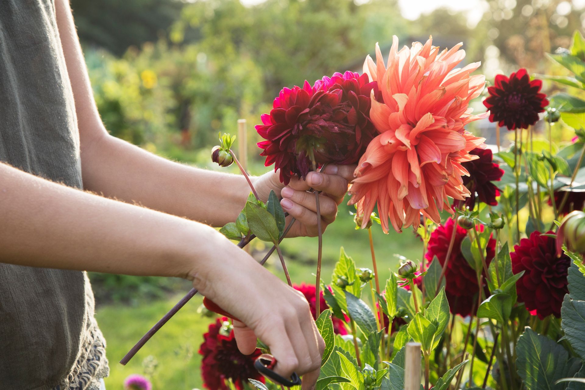 A woman is cutting flowers in a garden with scissors.