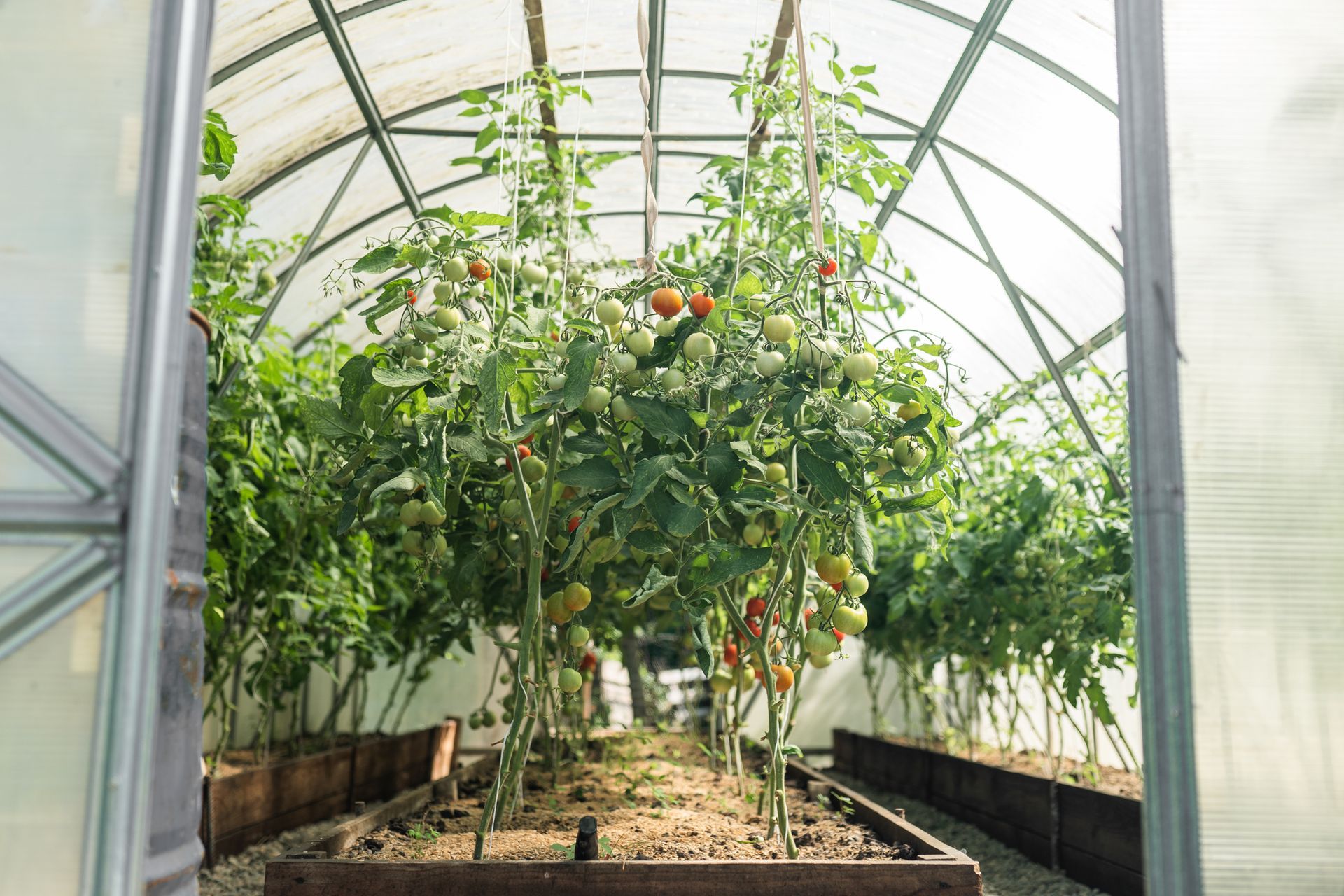 Tomato plants are growing in a greenhouse.