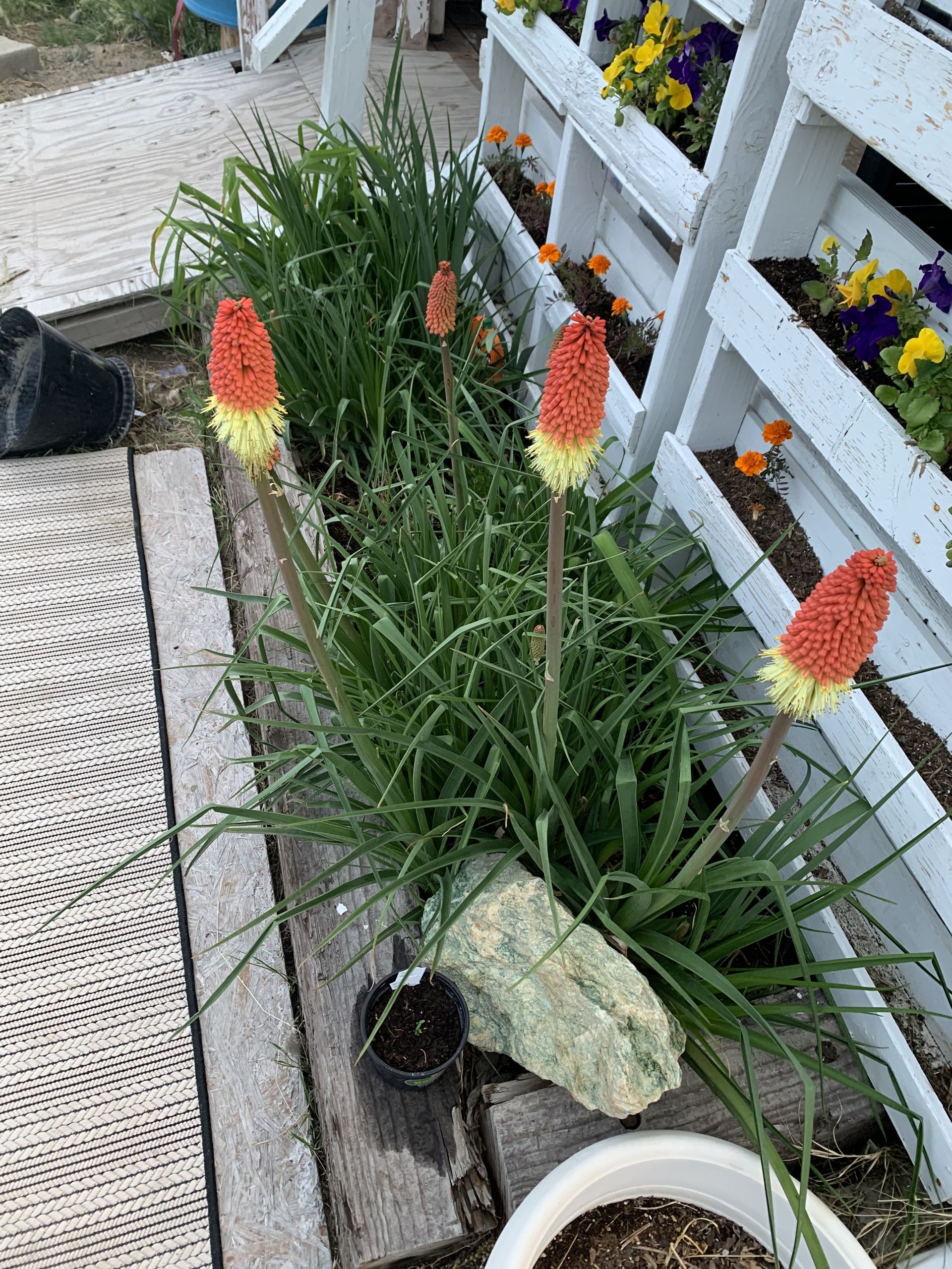 organically grown cut flowers