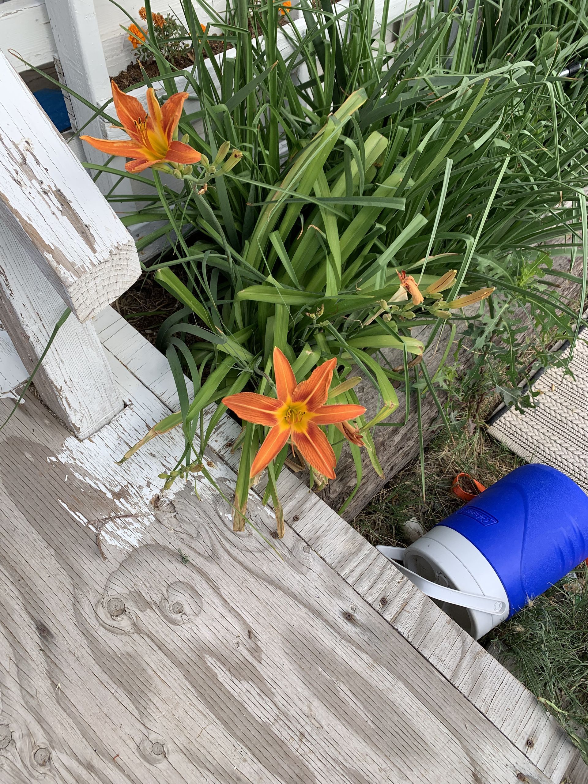 fresh cut flower