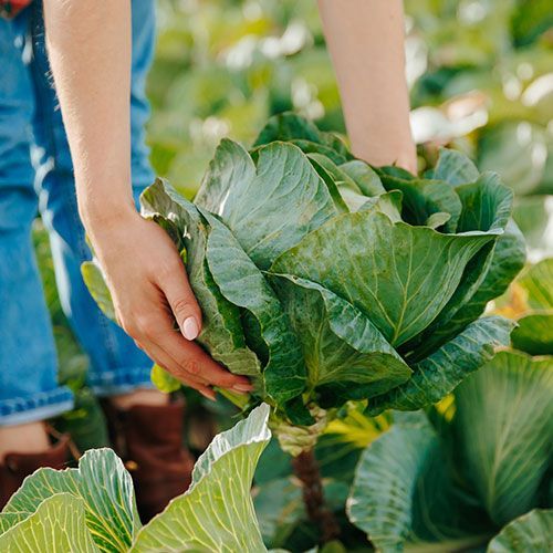 A person is picking cabbage from a plant in a field.