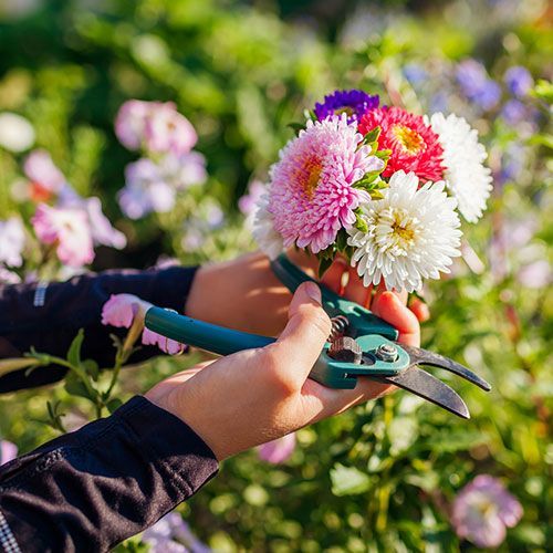A person is cutting flowers with scissors in a garden. A person is cutting flowers with scissors in a garden.