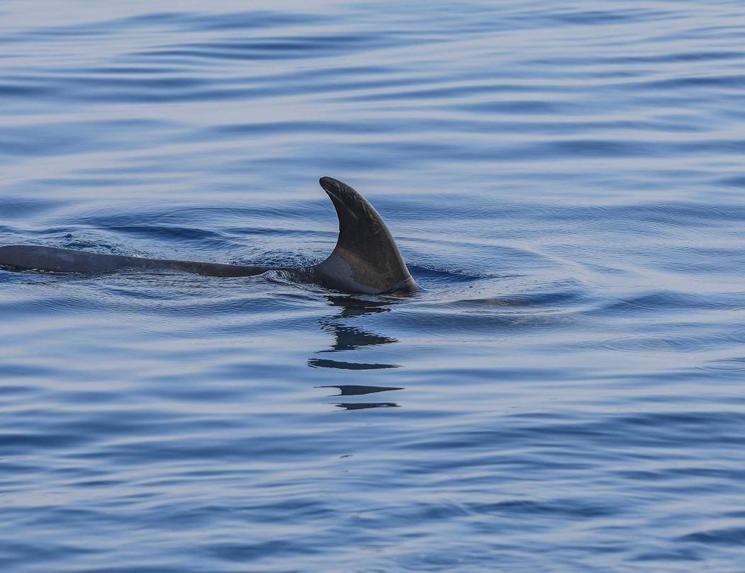 A dolphin is swimming in the ocean with its tail out of the water.