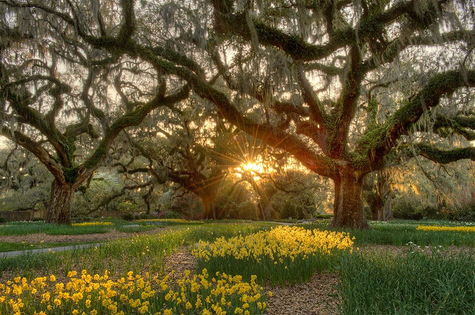 The sun is shining through the branches of a tree in a field of yellow flowers.