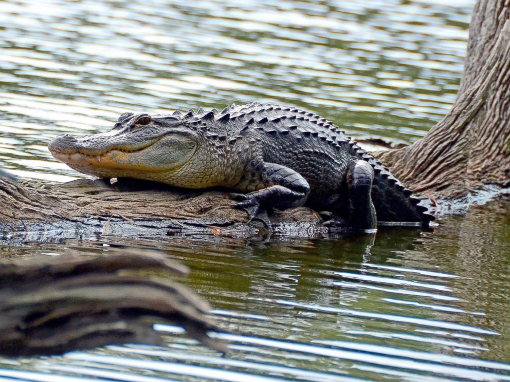 An alligator is laying on a log in the water.