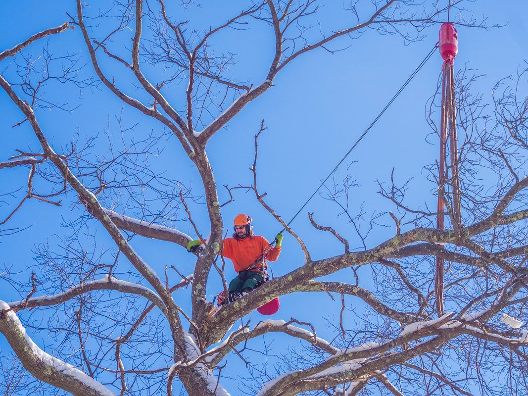 A man is sitting in a tree with a chainsaw.
