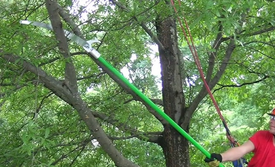 A man is cutting a tree branch with a saw.