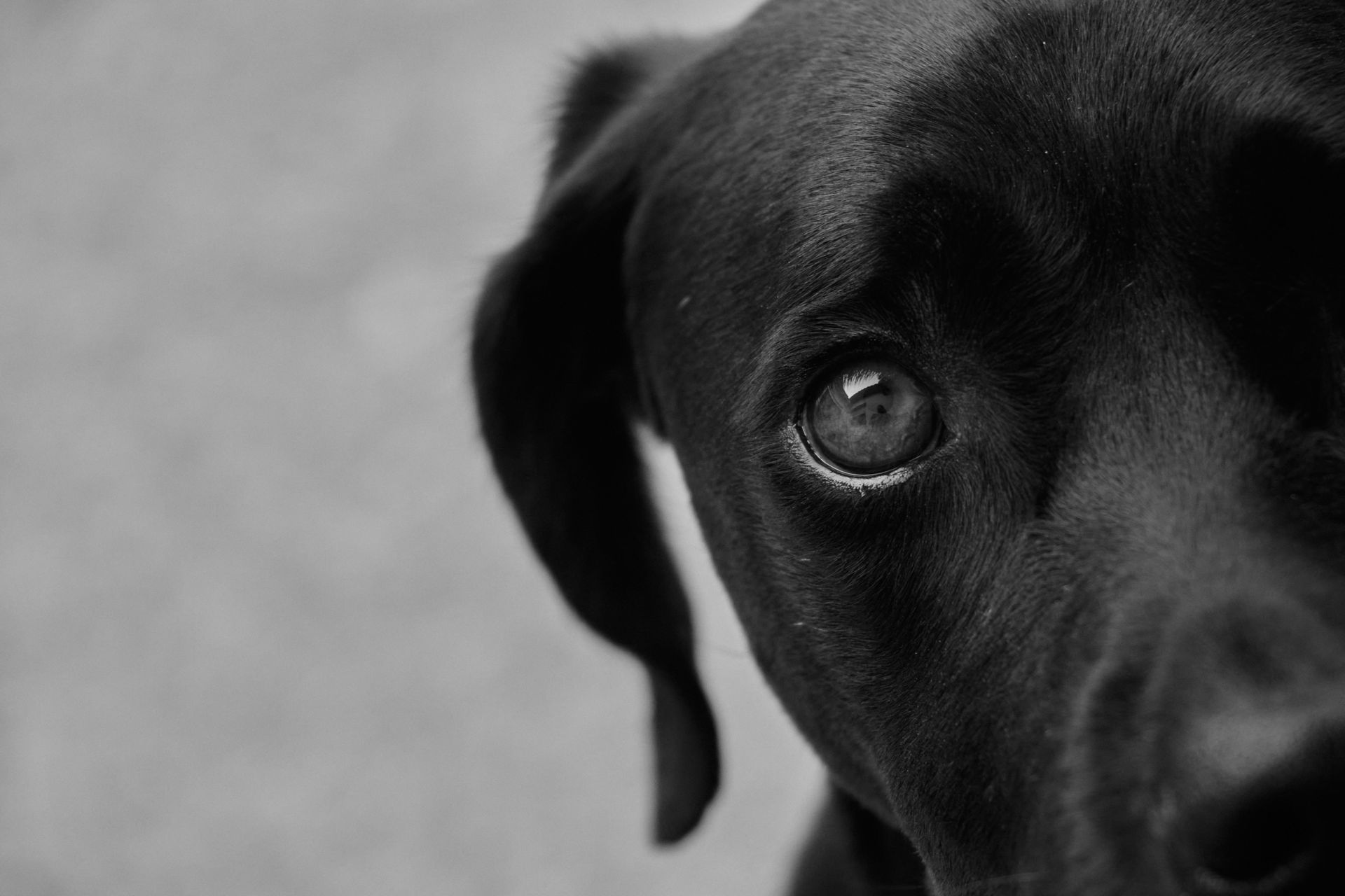 Close-up of a black puppy’s face, with one eye and floppy ear visible against a blurred background