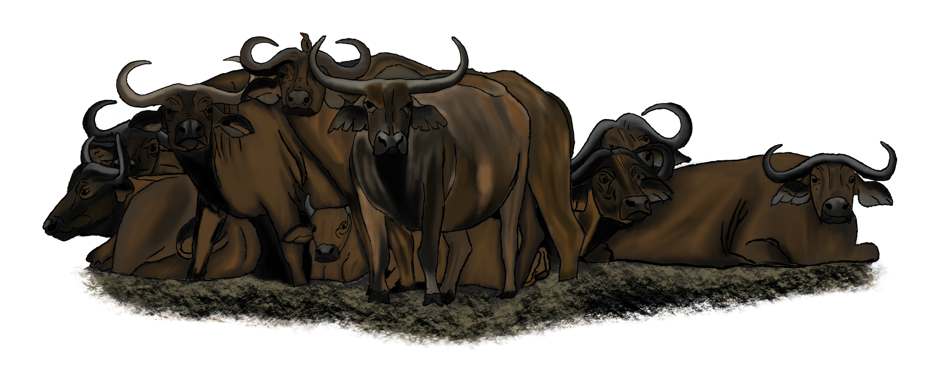 A herd of buffalo laying down in the grass on a white background.
