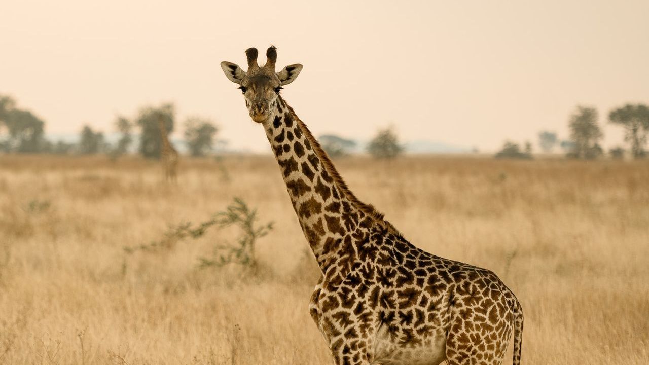 A giraffe is standing in the middle of a field.