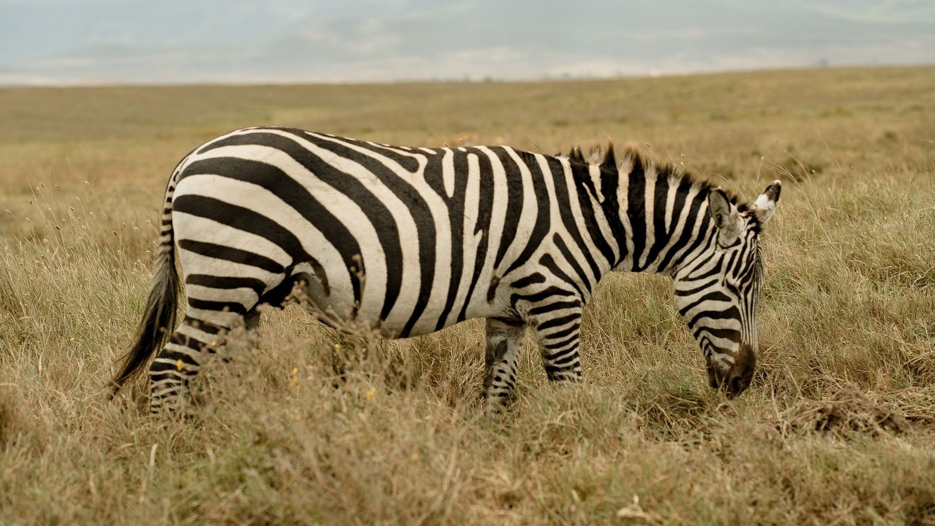 A zebra is grazing in a field of tall grass.