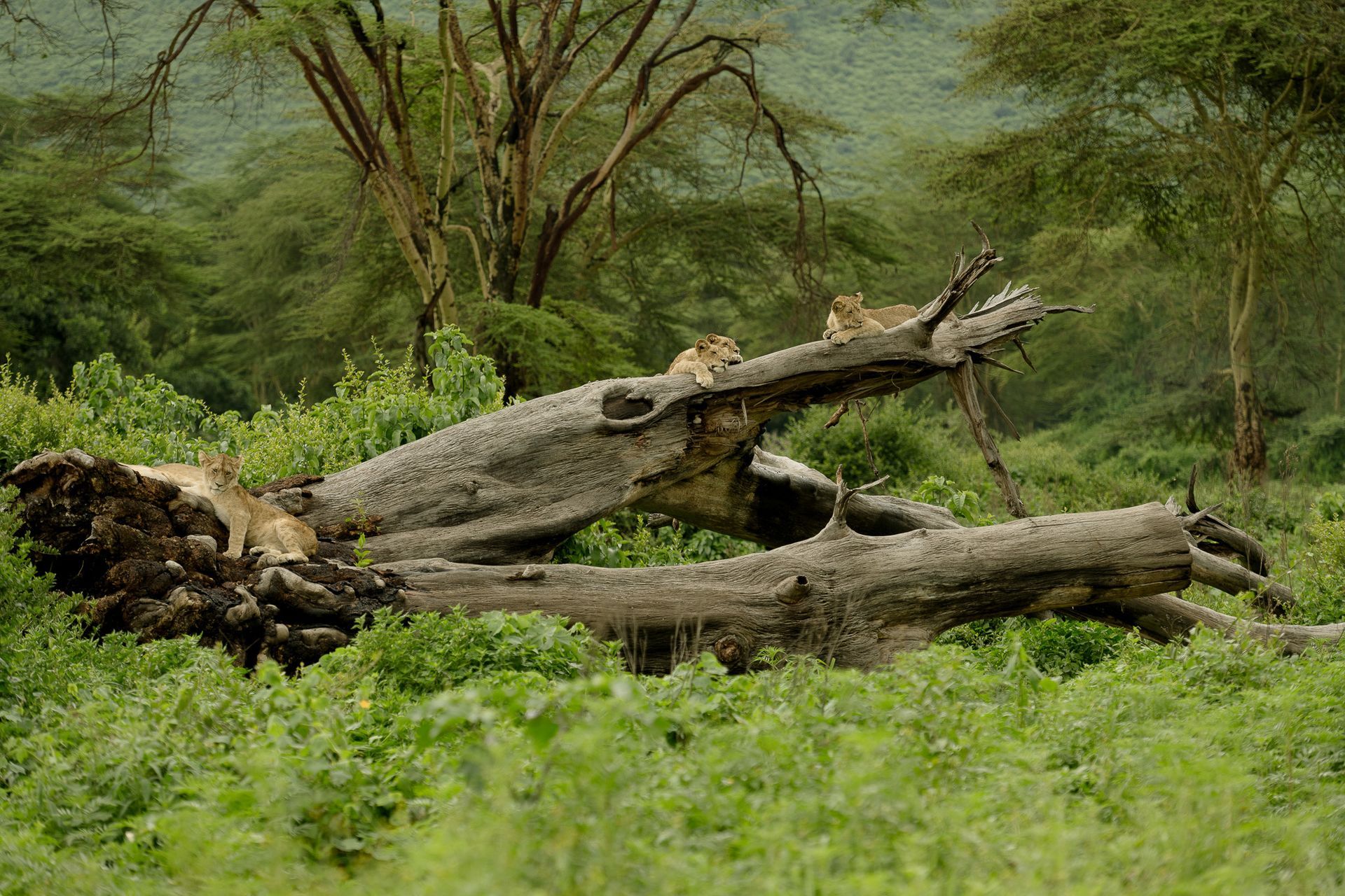 A group of lions are sitting on a tree trunk in a field.