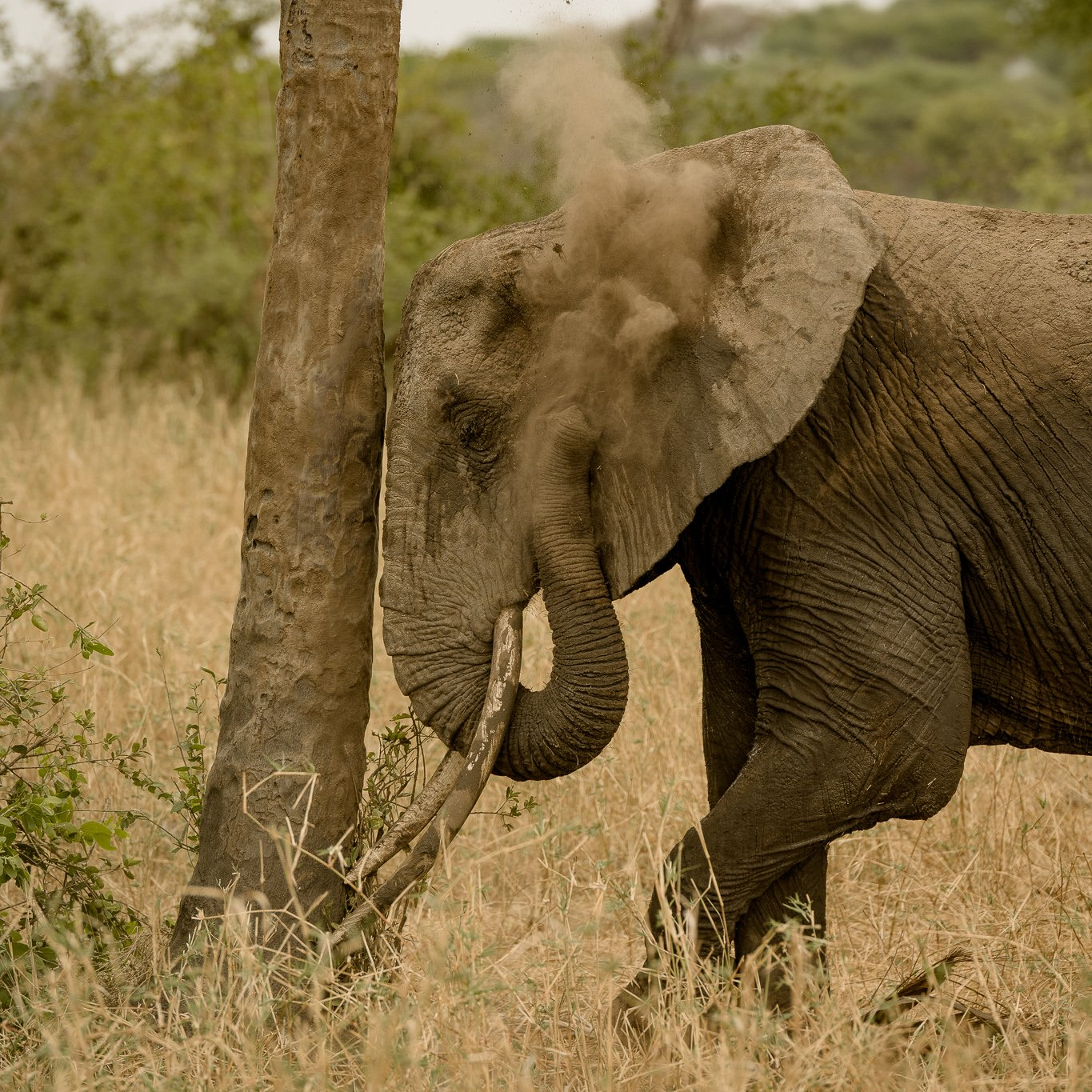 An elephant standing next to a tree with its trunk covered in dirt