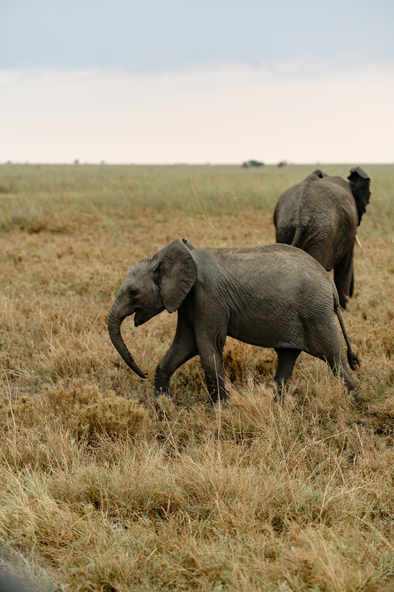 Two elephants are walking through a grassy field.