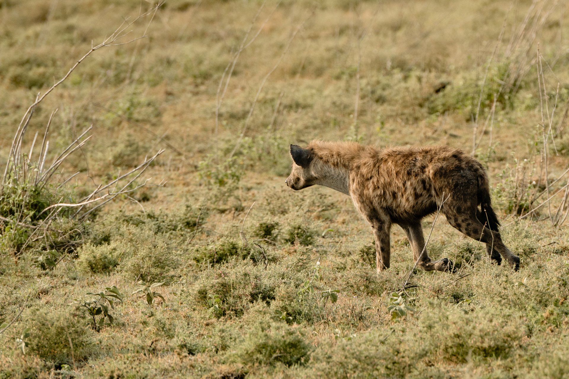 A hyena is walking through a grassy field.