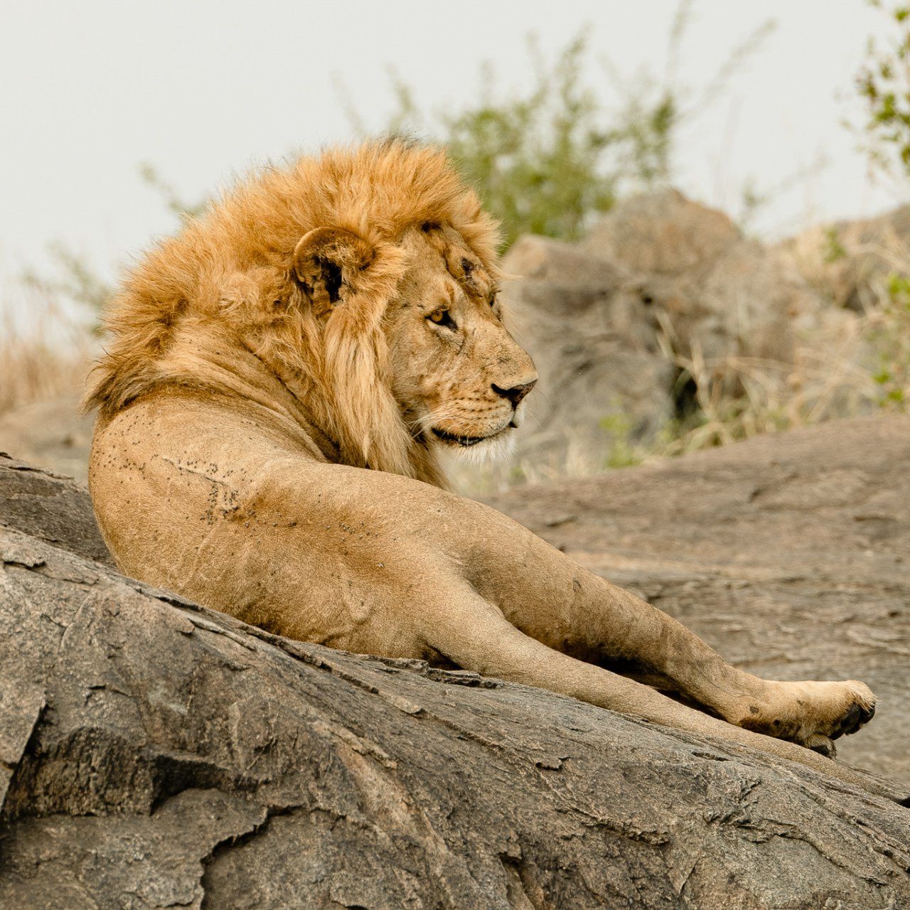 A lion is laying on a rock in the wild.
