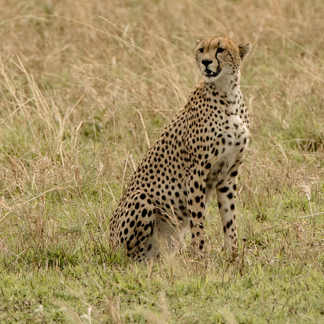 A cheetah is sitting in the grass looking at the camera.