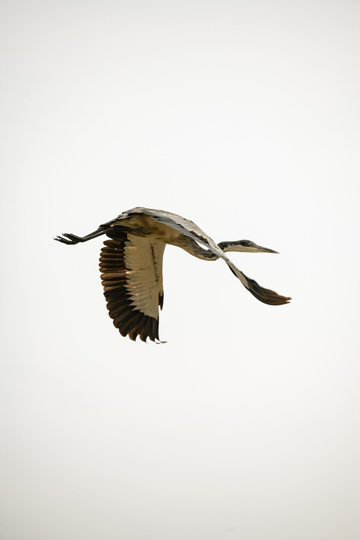 A bird is flying in the sky with its wings spread