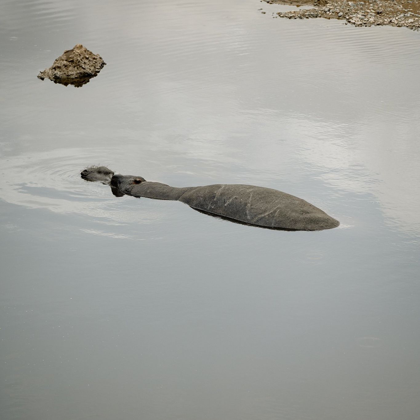 A turtle is swimming in the water near a rock