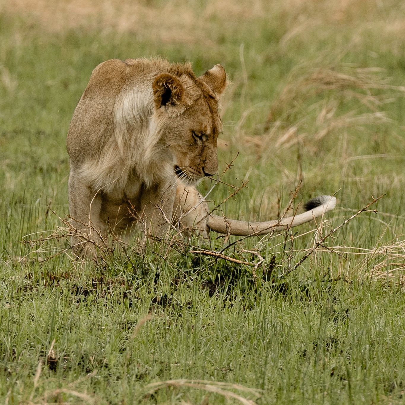 A lioness is standing in the grass looking at something.