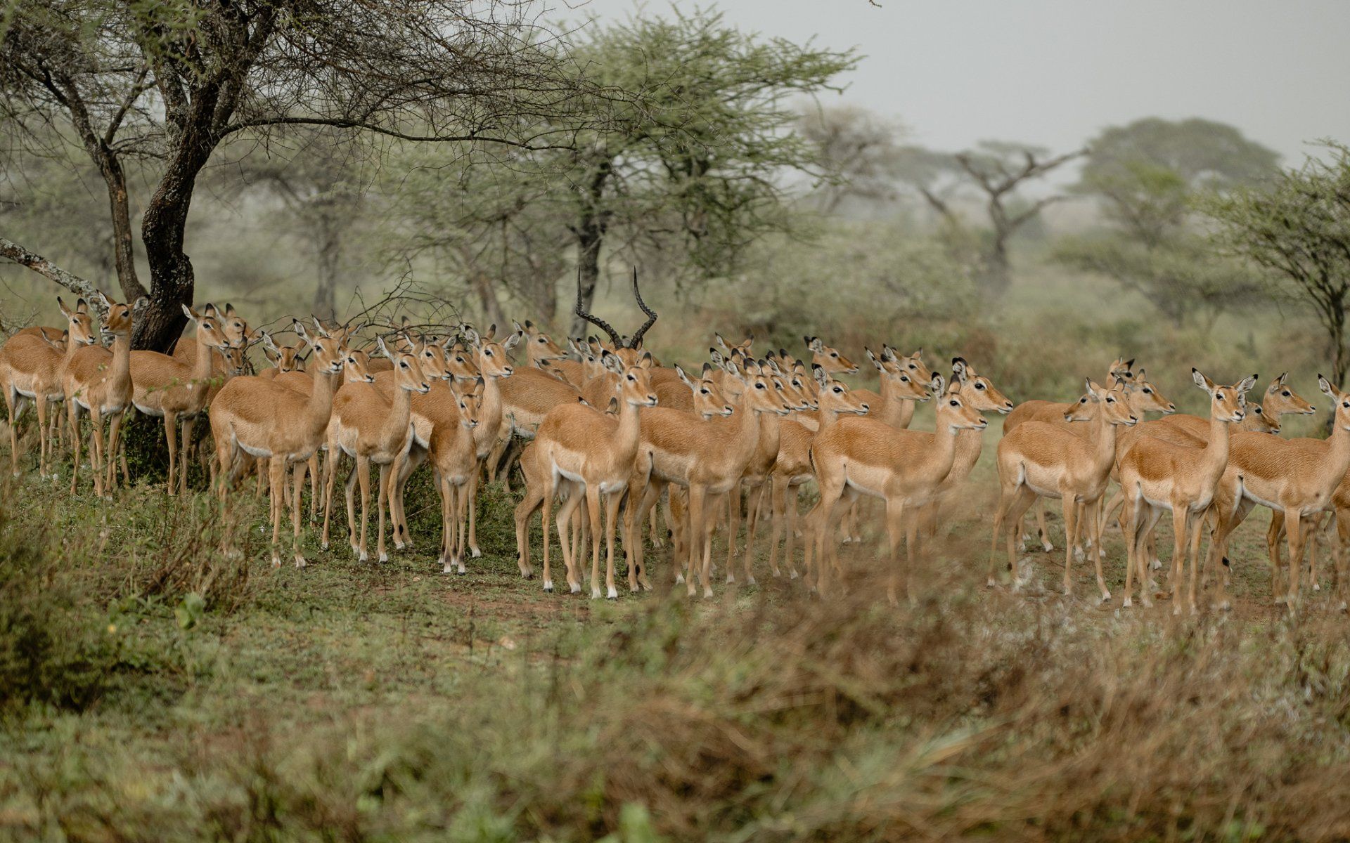 A herd of antelope standing in a field with trees in the background.