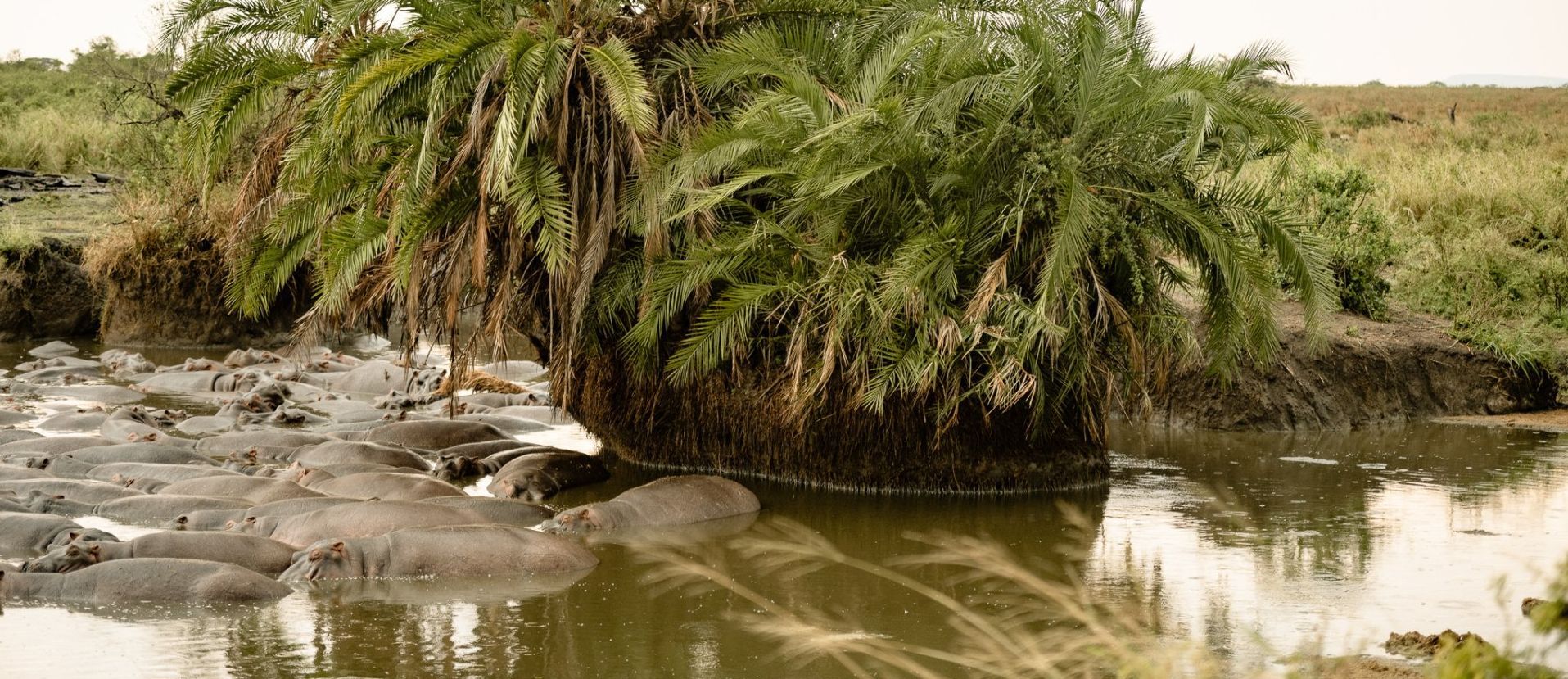 A herd of hippos are swimming in a pond surrounded by trees.
