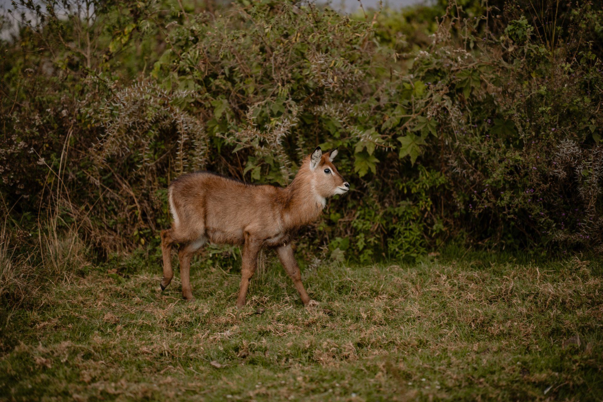 A deer is standing in a field with trees in the background.
