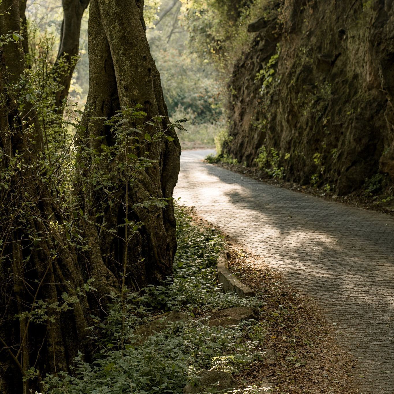 A dirt road going through a lush green forest