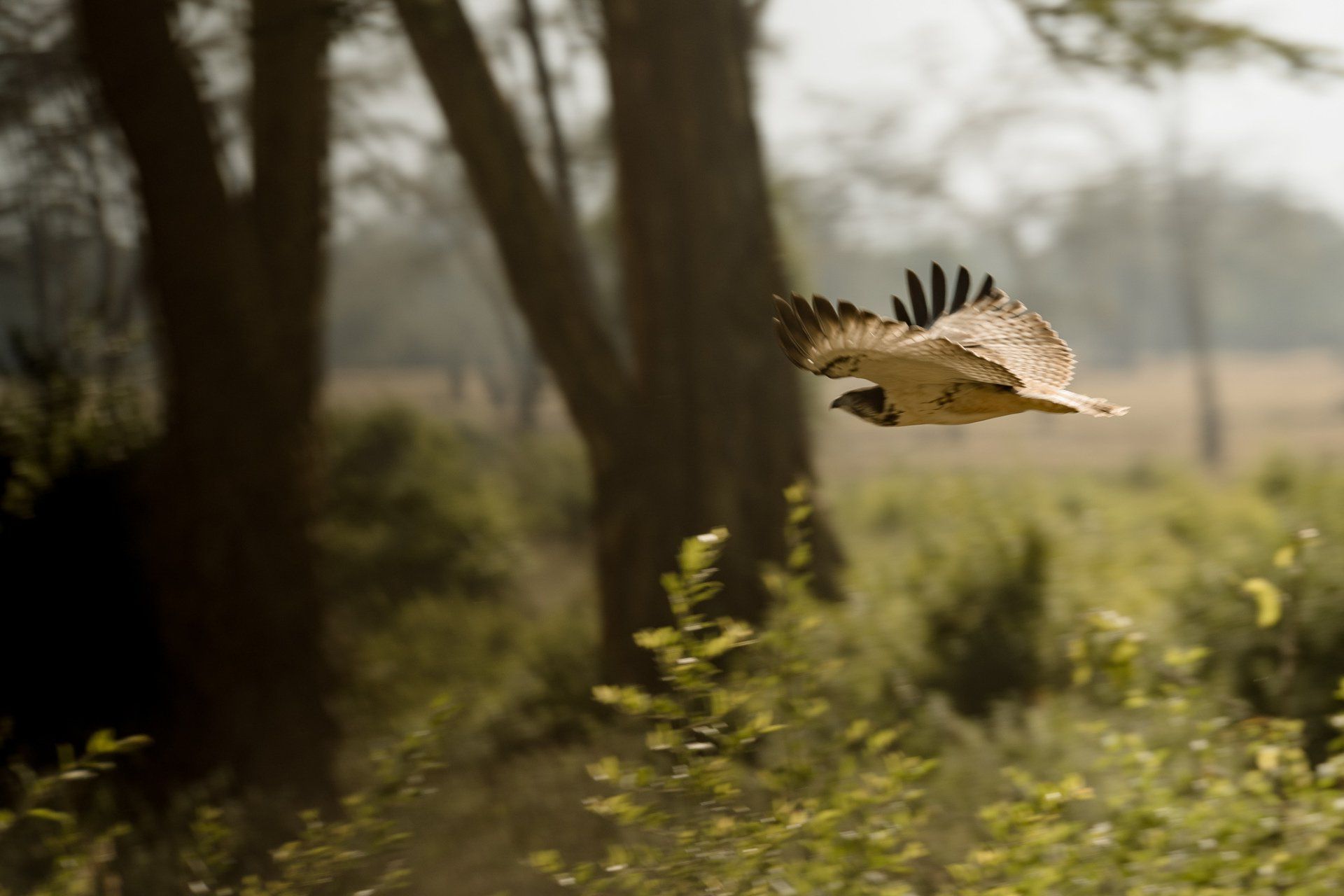 A bird is flying over a field in the woods.
