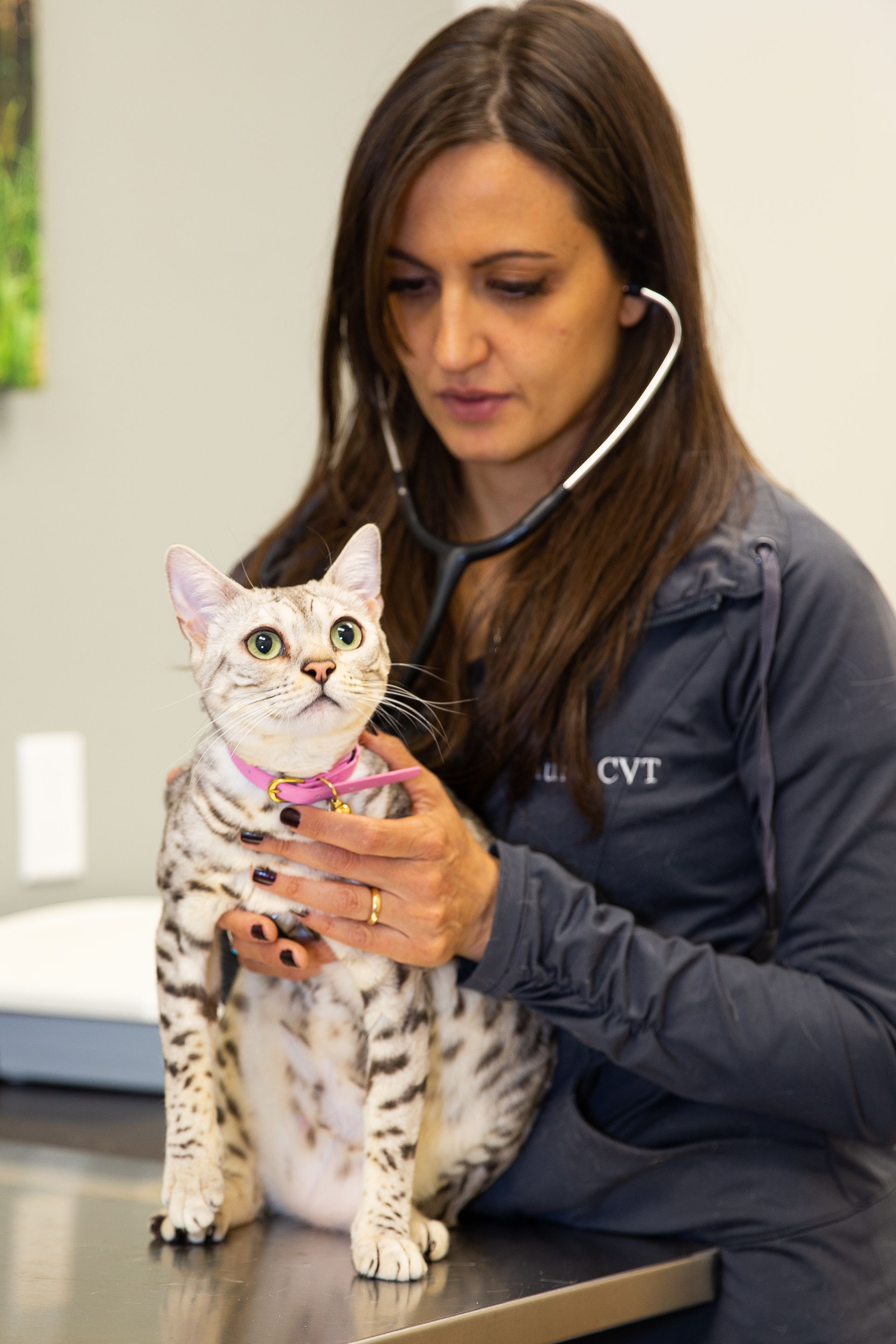 Veterinarian examining a white spotted cat on a clinic table with a stethoscope