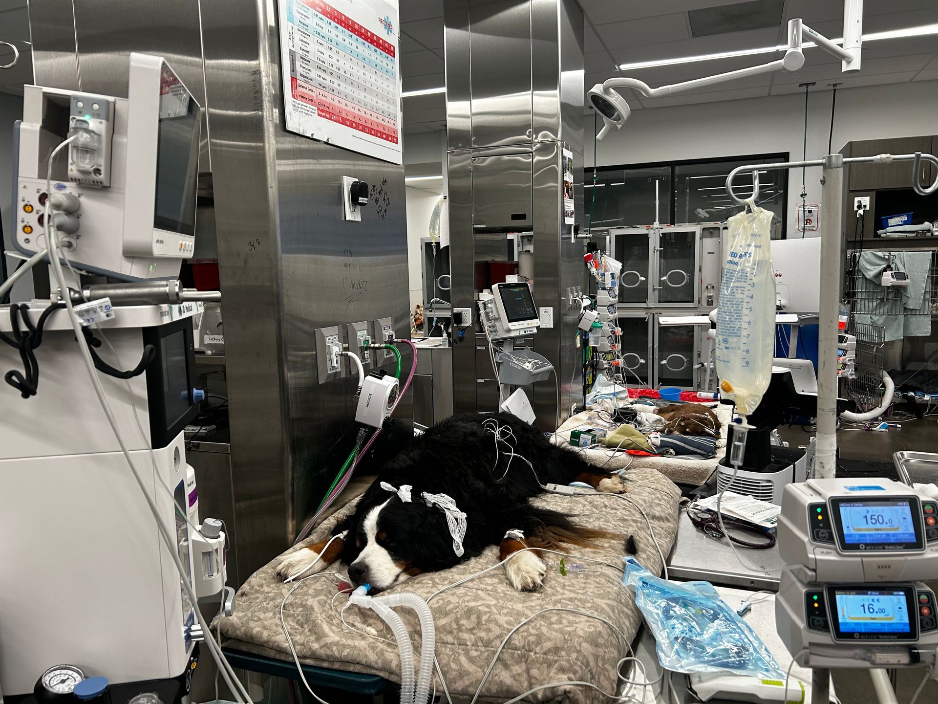Overnight Veterinary Technician ER / ICU