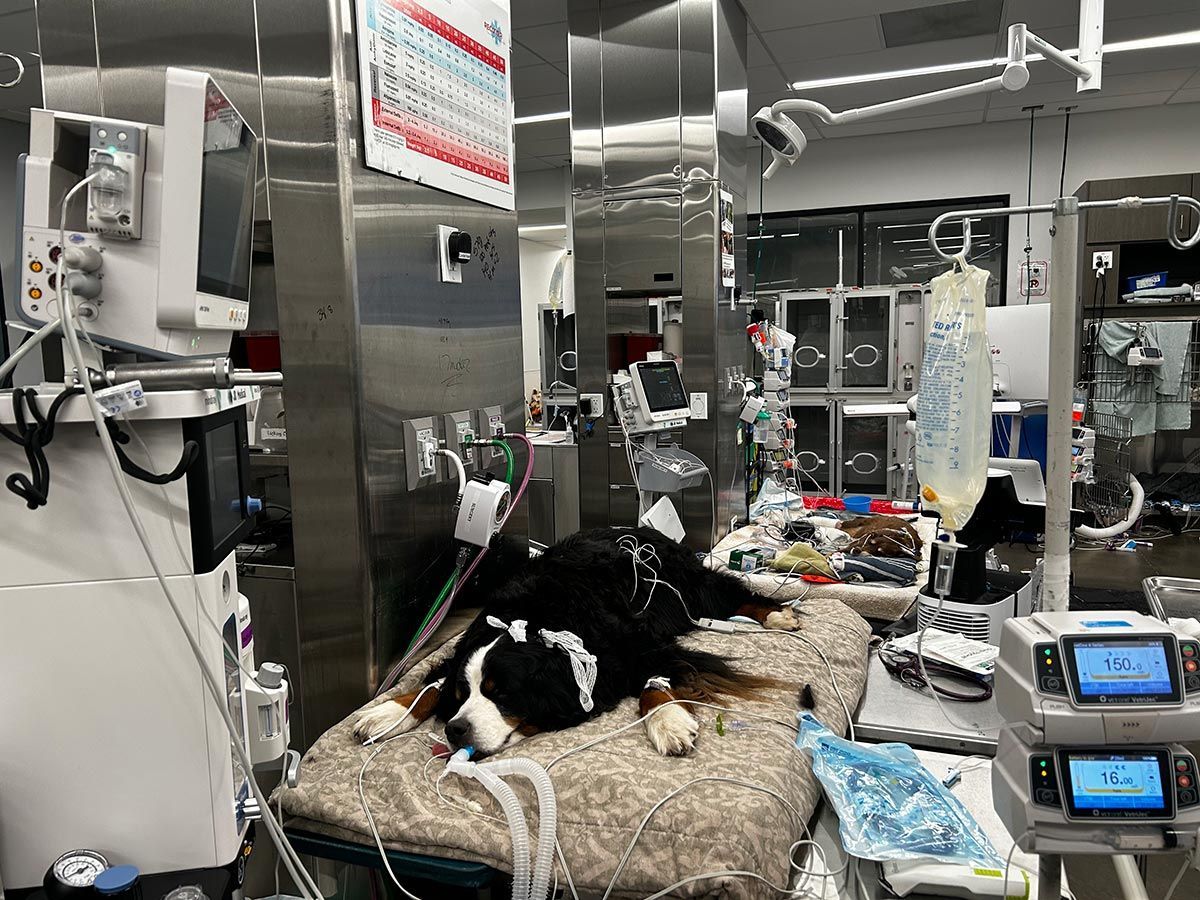 Dog receiving veterinary treatment on an examination table in a clinic, with monitors and medical equipment nearby