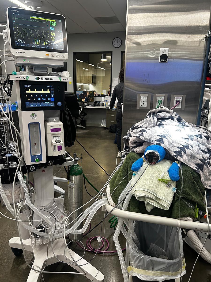 Hospital ICU bed with patient covered in blankets, connected to monitors and medical equipment.