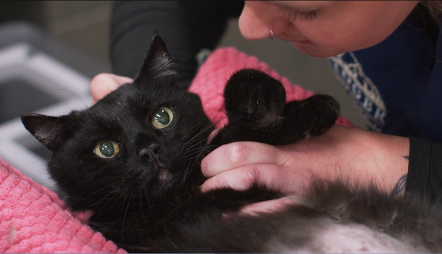 Black cat lying on a pink blanket while a person gently pets it