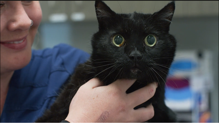 Black cat with wide eyes being held by a person in a blue shirt, indoors