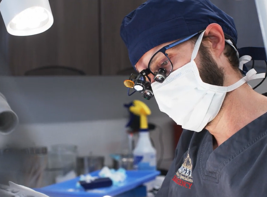 Veterinary dentist in navy scrubs, mask, and cap leaning over a dental workspace under bright exam lights