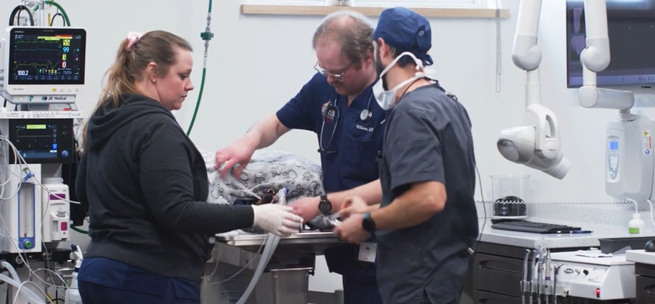 Veterinary staff treating a patient