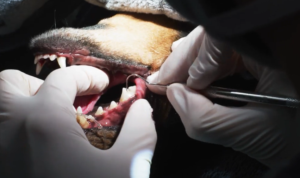 Veterinarian doing a dental cleaning