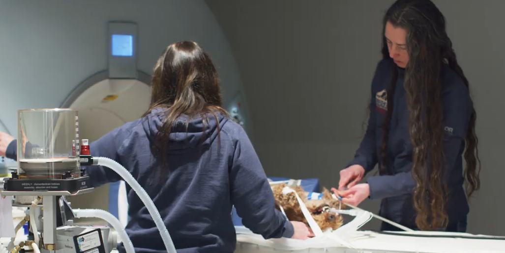 Vet staff prepare a patient for an MRI