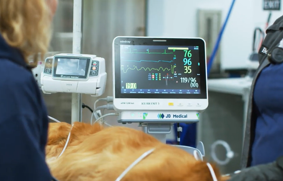 A surgical procedure with monitor